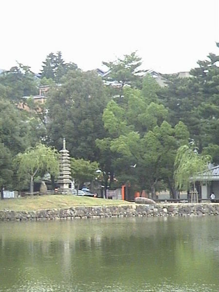 the pond at Kofukuji temple, Nara 2
