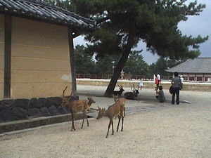 Deer in Nara 2
