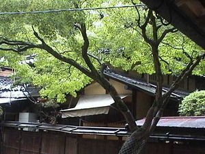 Maple tree and wooden buildings