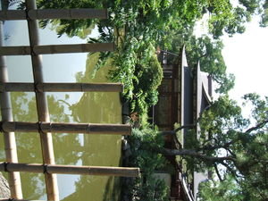 bamboo, pond and building