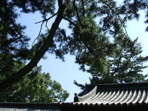 roof and pines