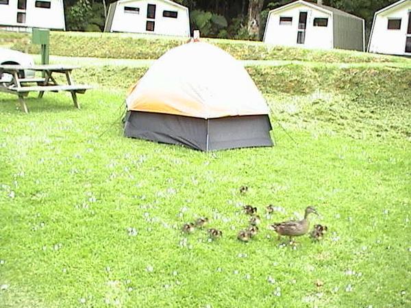 tent in Paihia with locals