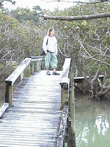 Paihia swamp walk3