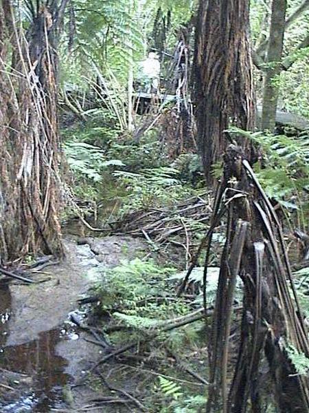 Waitangi forest