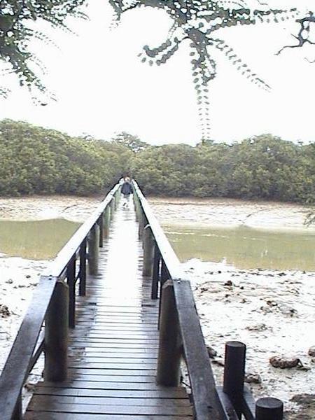Waitangi mangrove bridge