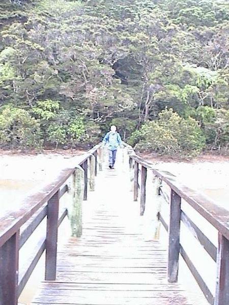 Waitangi mangrove bridge 2