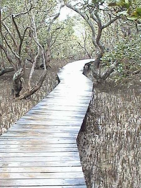 Waitangi mangrove walkway