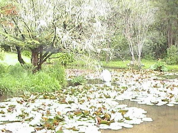 Rapaura garden big pond