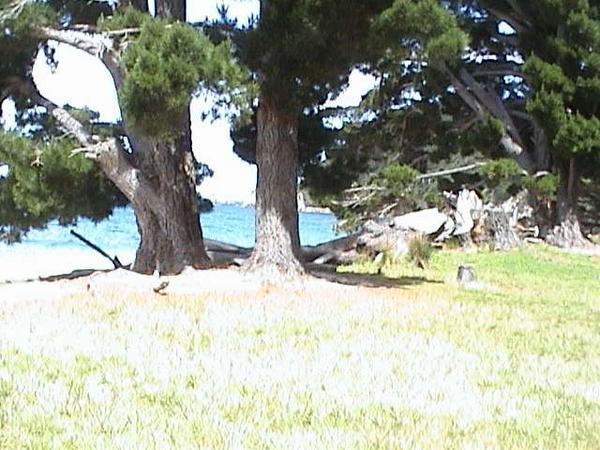 Mutton Cove pine trees