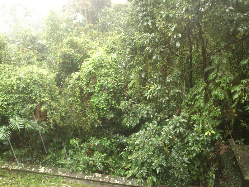 the rainforest