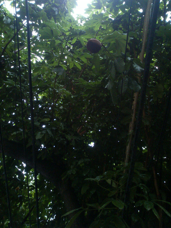 a cocoa tree with pod