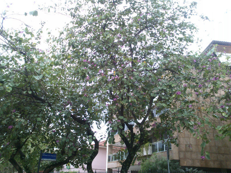 purple flowering tree