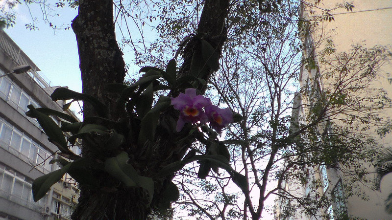 orchids on public trees