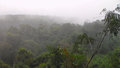 Rainforest from the Argentinian side