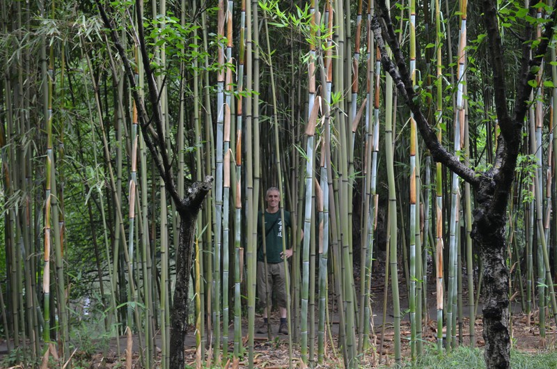 bambooserie
