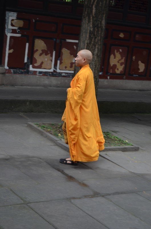 Orange monk