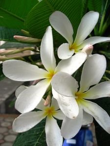 Fragrant white frangipani