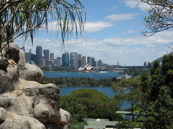 Sydney Harbour view from the zoo