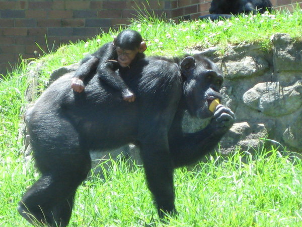 Chimpanzes in the zoo