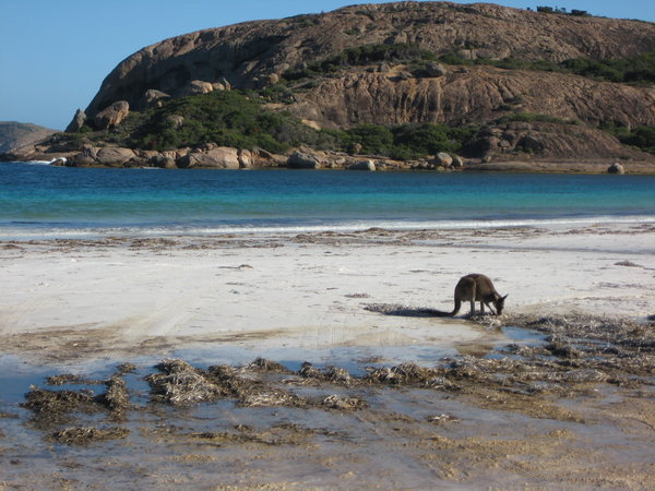 Kangaroo on Lucky Bay Beach