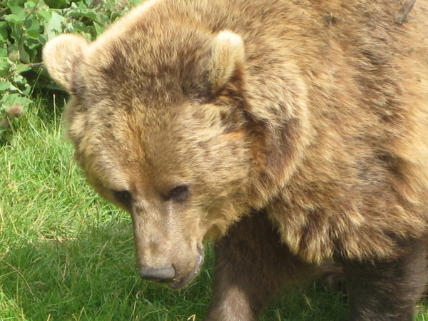 Bear at whipsnade