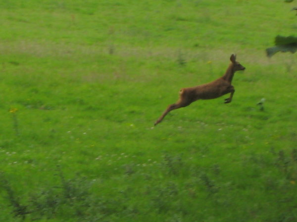 Deer mid-leap