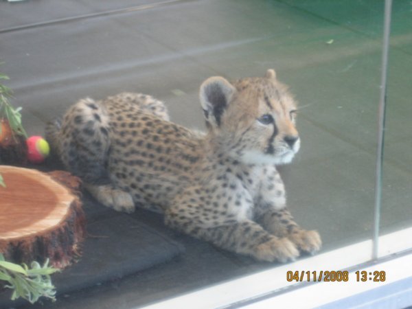 awww baby cheetah