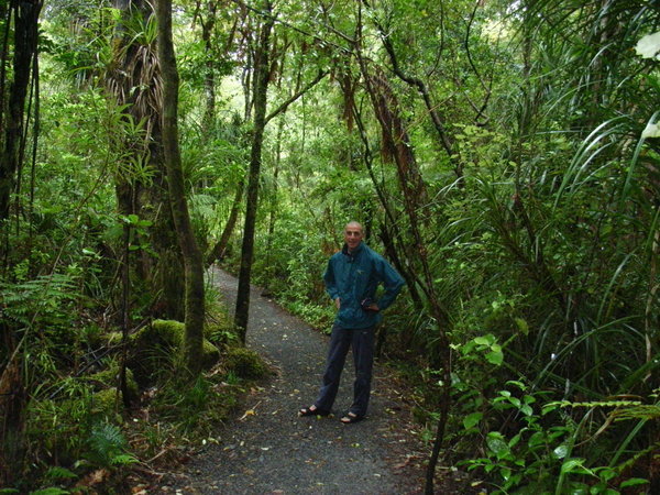 Waipoua kauri forest