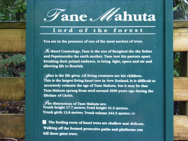 Waipoua kauri forest