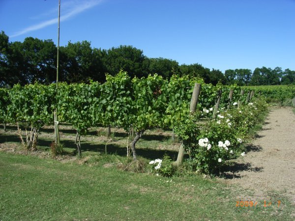 Milton's Vineyard