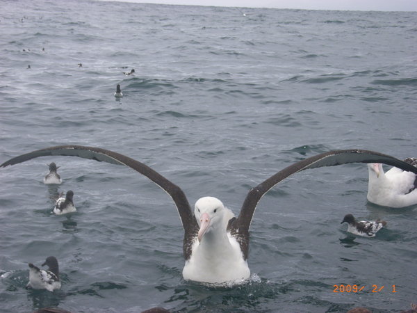 Albatross boat trip