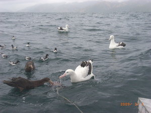 Albatross boat trip