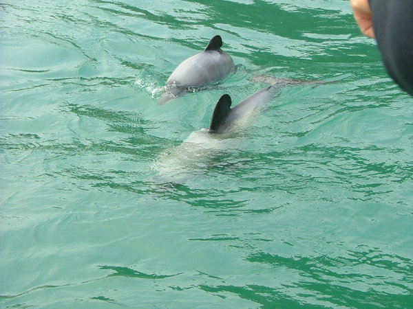Dolphin trip