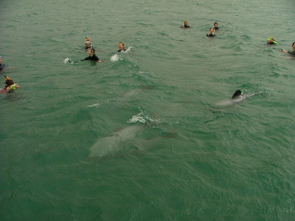 Dolphin trip