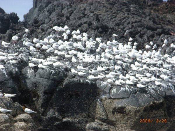 Tern colony