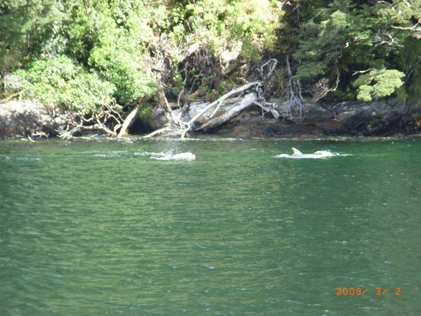 Dolphins on the Sound