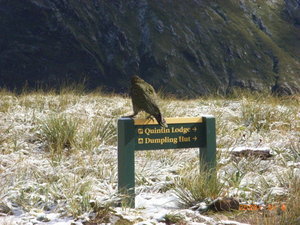A kea at the top of the mountain pass