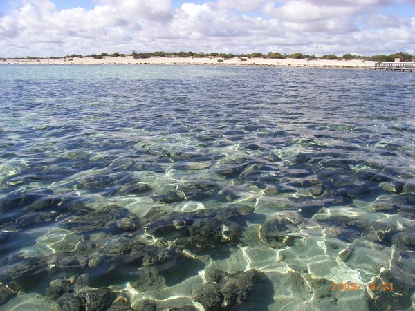 stromatolites, Hamlin pools
