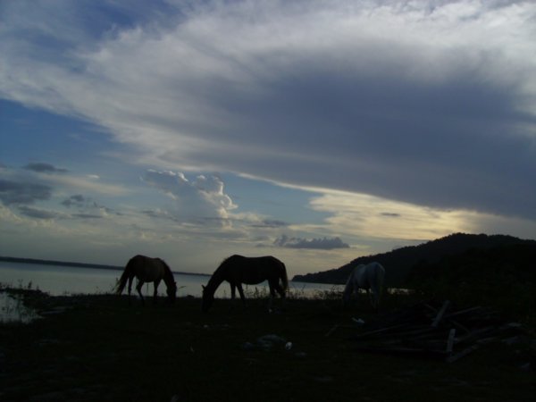 Horses on the Lakeshore of El Remate