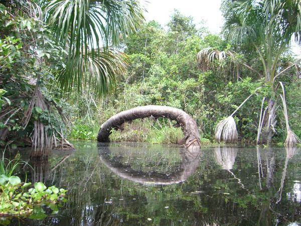 The lagoon and a bendy tree
