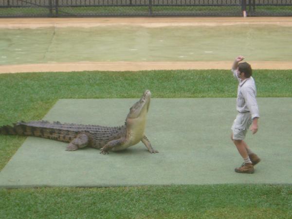 Some bloke feeding Murray the Croc