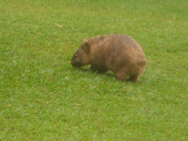 A cute little wombat