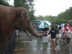 Carly feeding an elephant