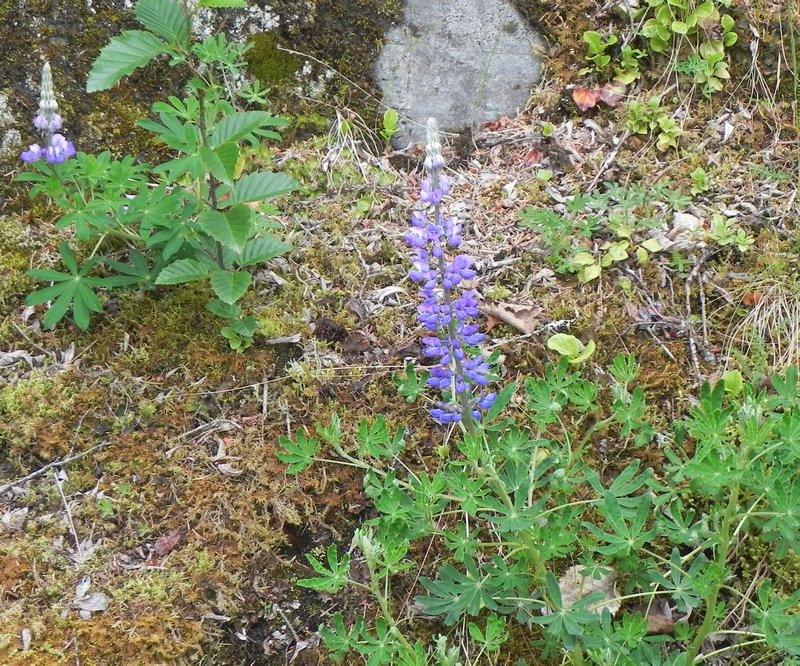 Lupine Grows Where The Glacier Once Was