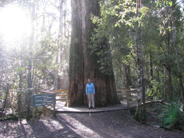 Le gros arbre a Liffey Valley