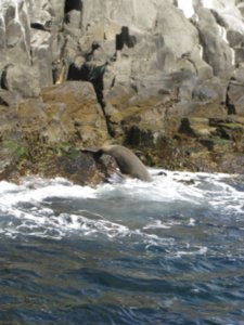 port arthur & tasman peninsula 170