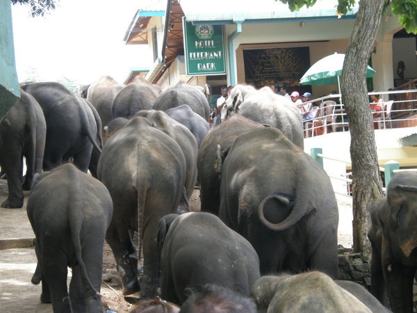 Elephants on the march back to the feeding grounds