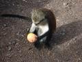 monkey with mango