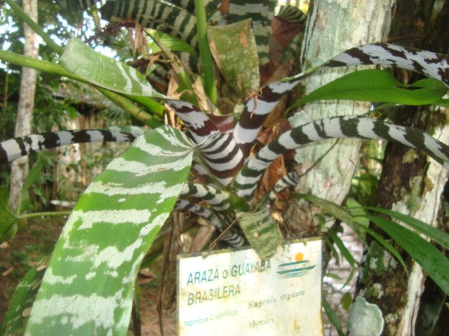 An unusual looking plant in the "selva."