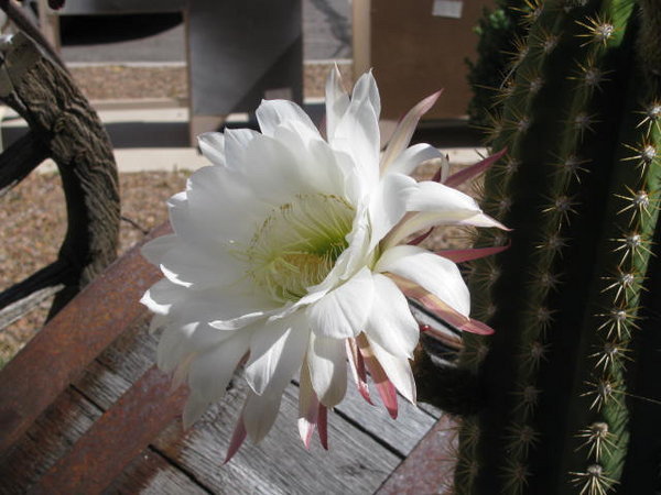 A Saguaro Cactus in Bloom 